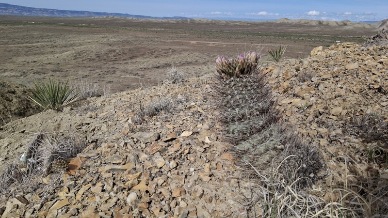 Colorado Hookless Cactus photo 2