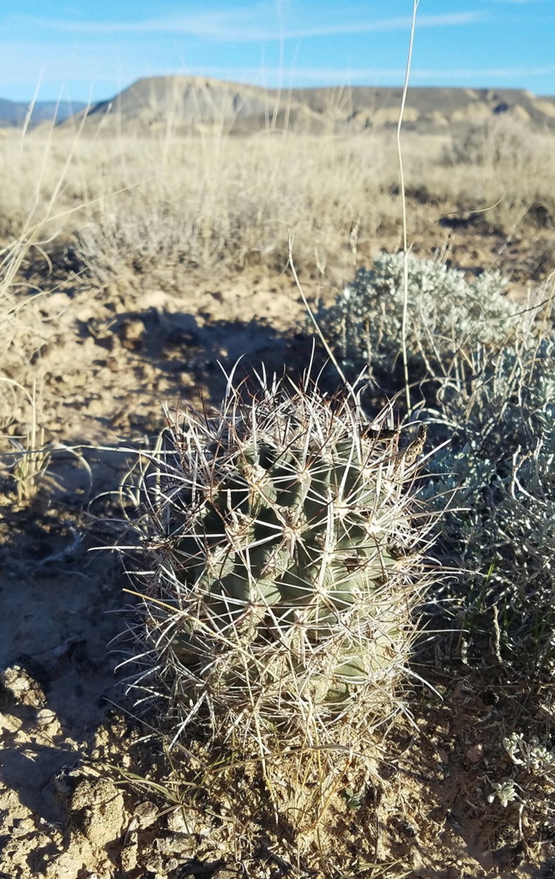 Colorado Hookless Cactus photo 3