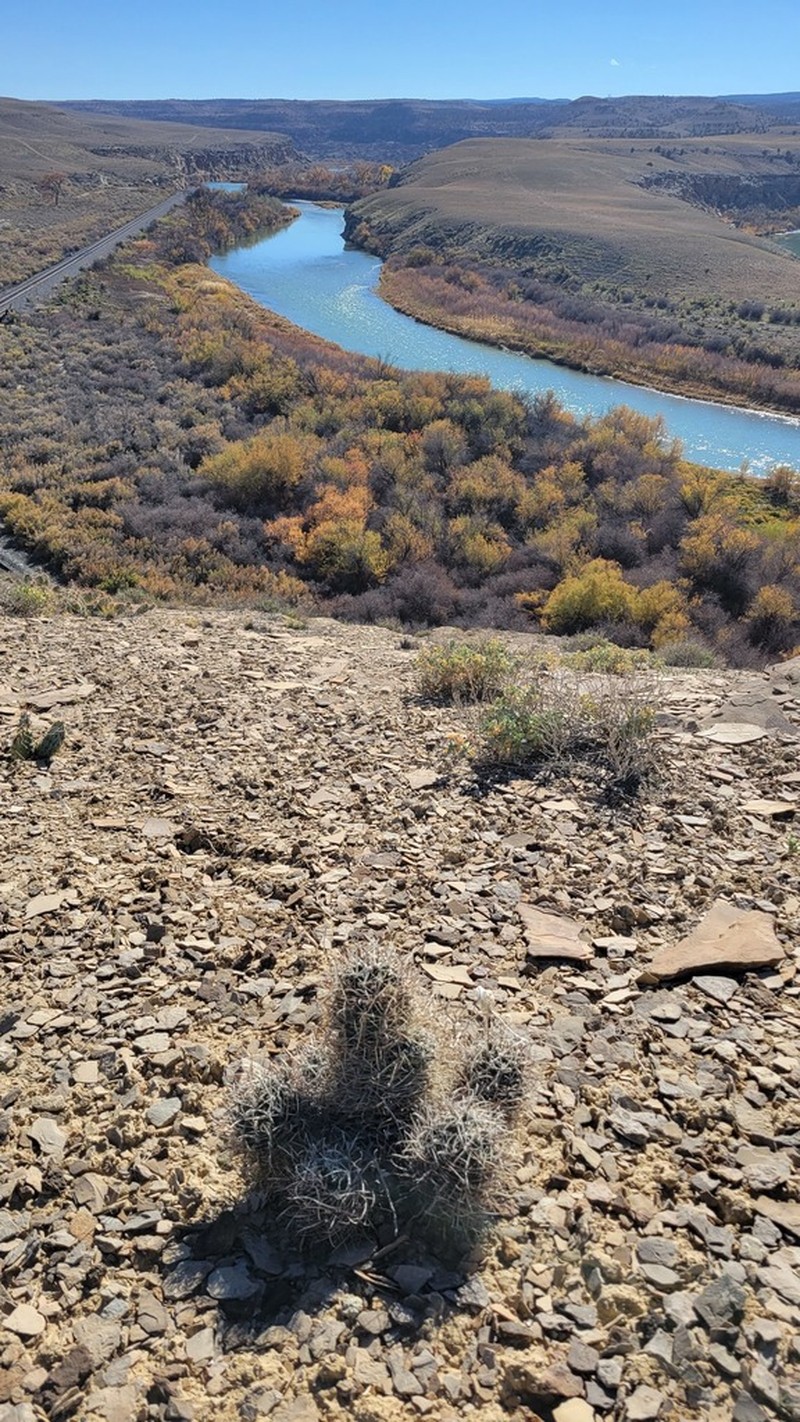 Colorado Hookless Cactus photo 4