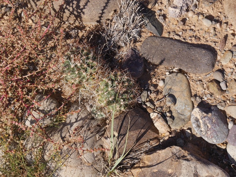 Colorado Hookless Cactus photo 5