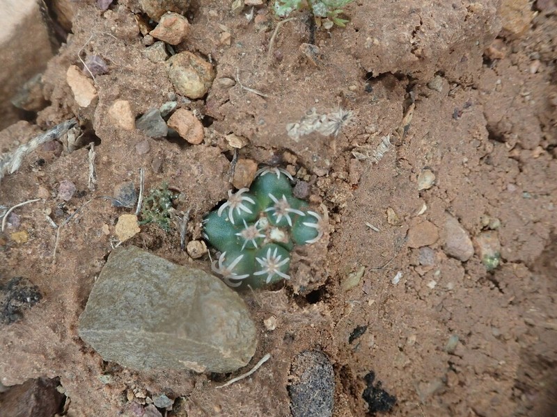 Colorado Hookless Cactus photo 6