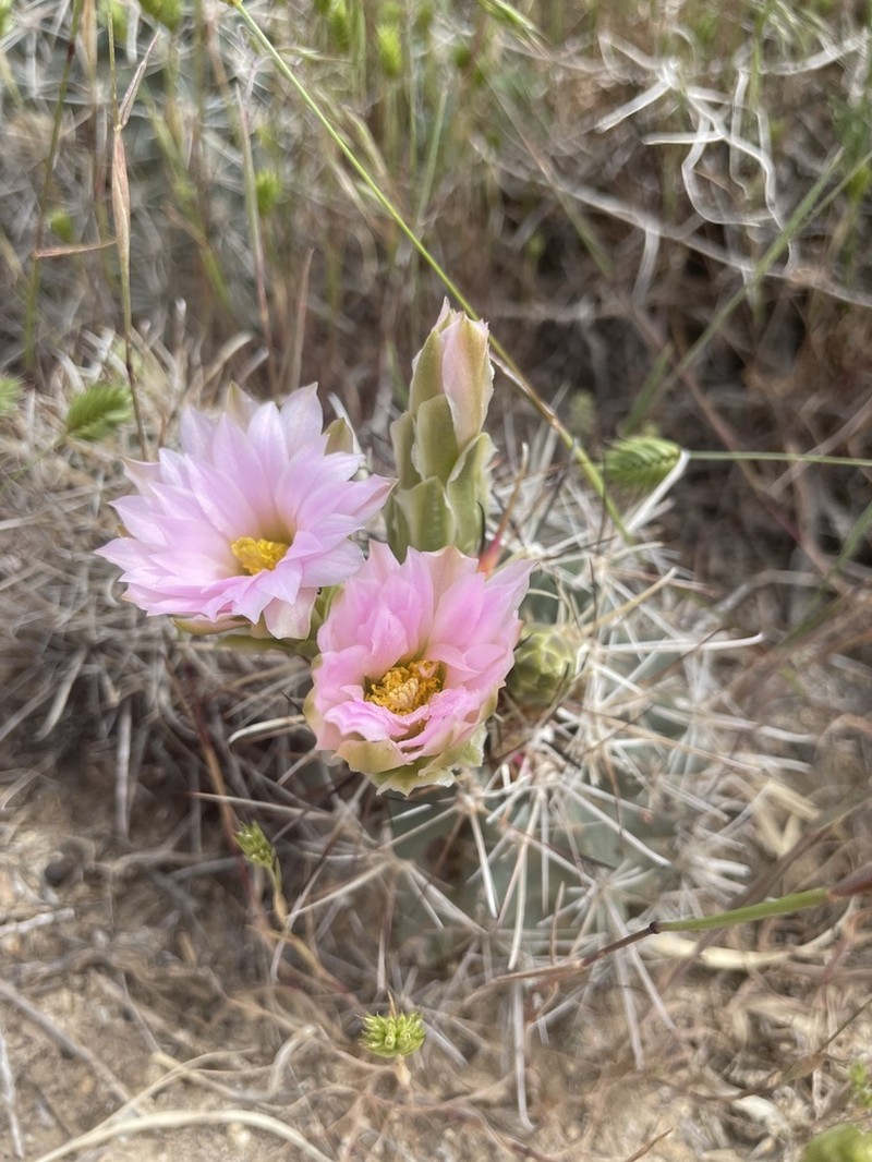 Colorado Hookless Cactus photo 7