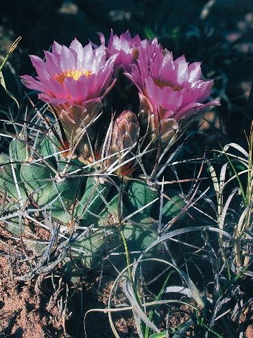 Colorado Hookless Cactus