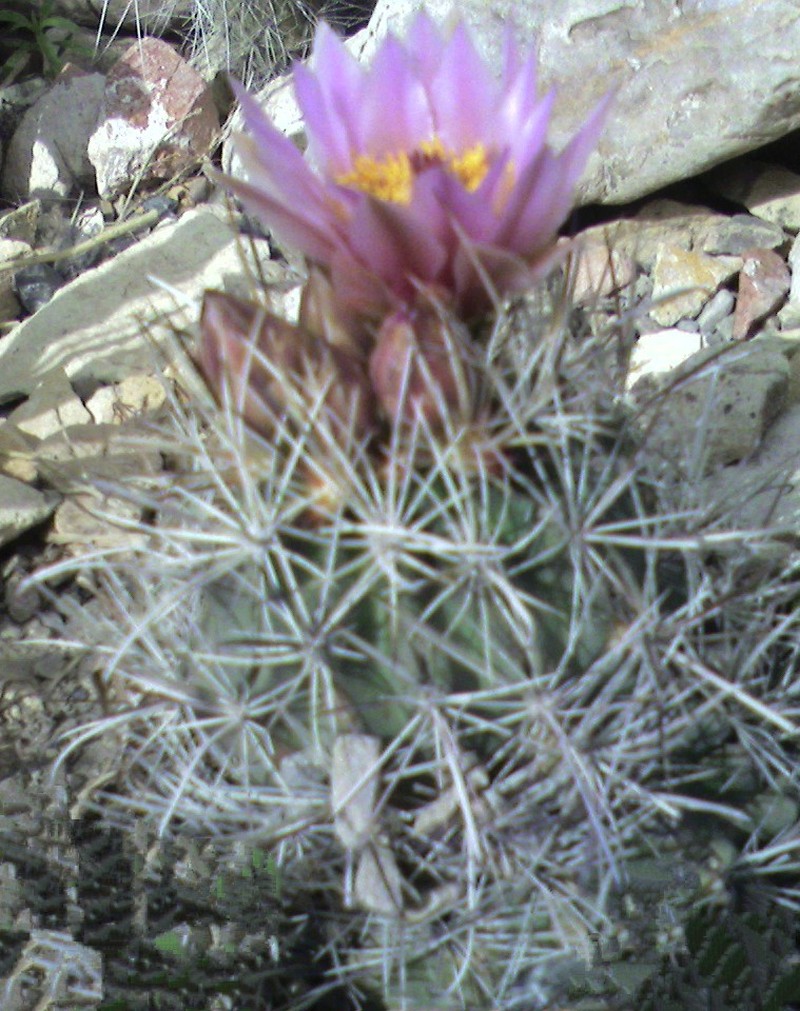 Colorado Hookless Cactus photo 2