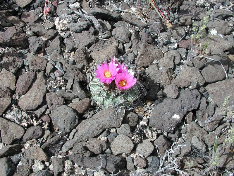 Colorado Hookless Cactus photo 3