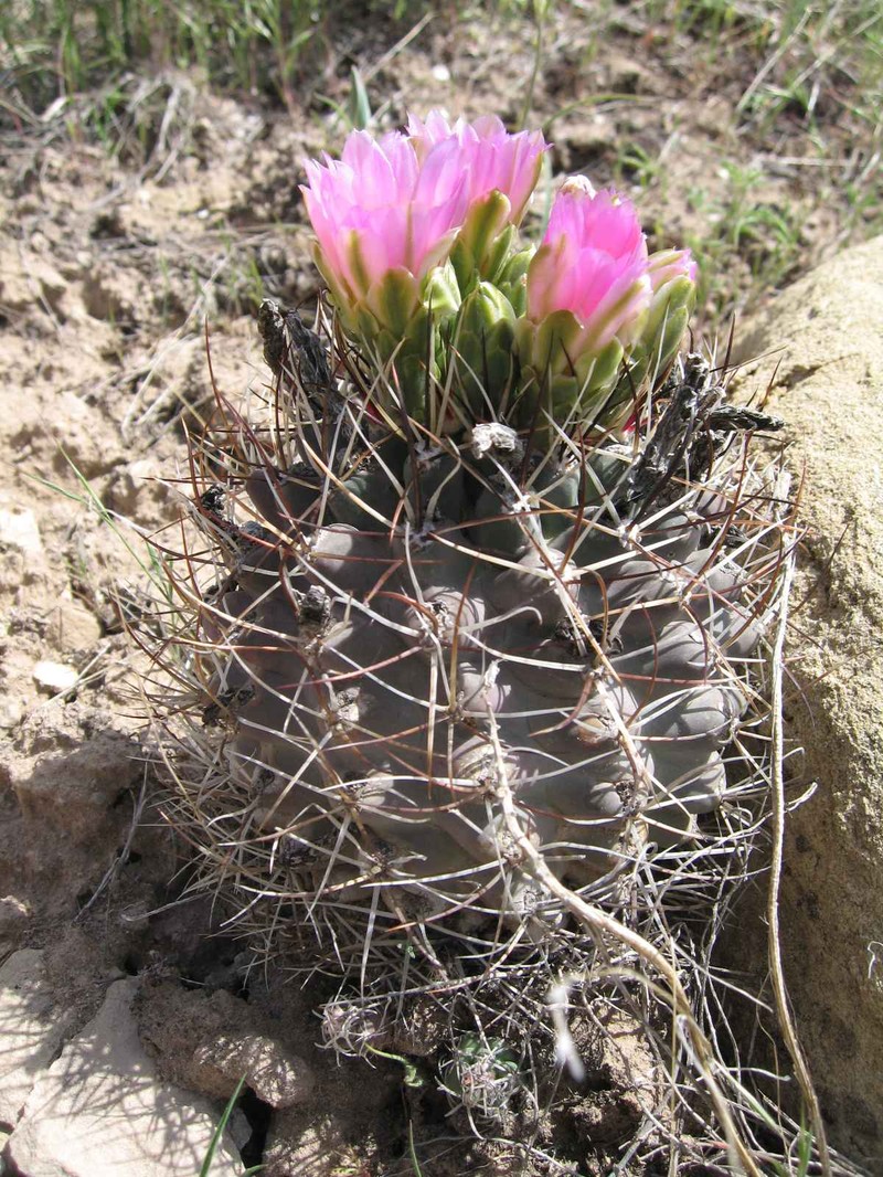 Colorado Hookless Cactus photo 4