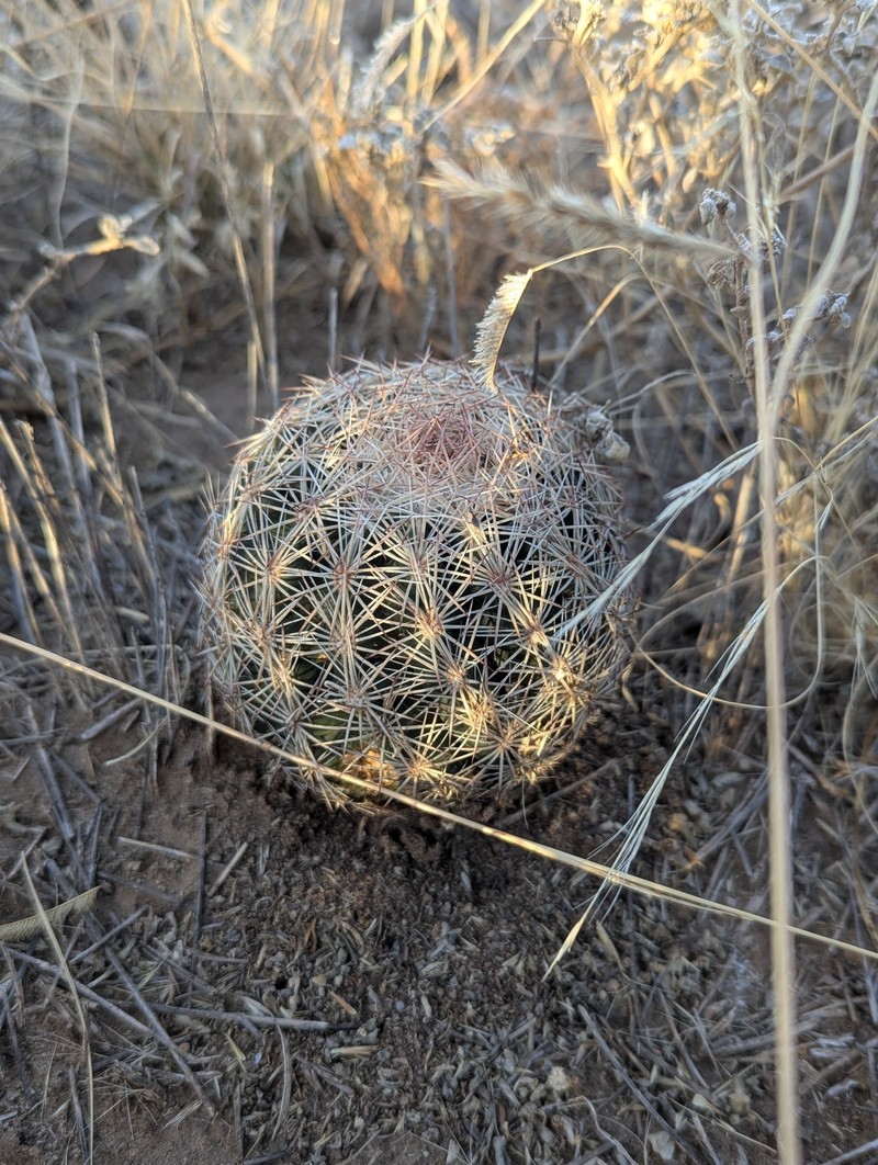 White Fishhook Cactus