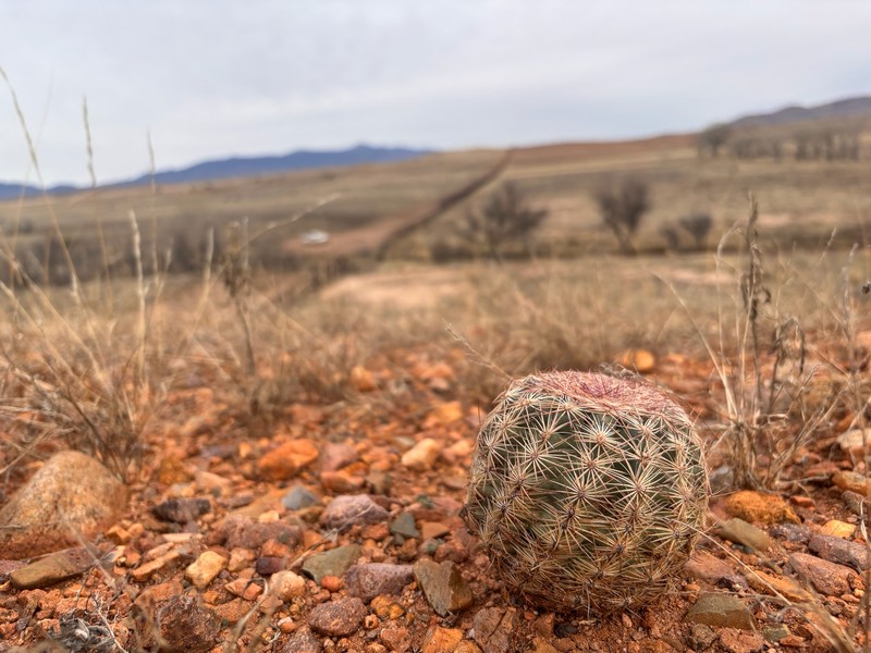 White Fishhook Cactus photo 2