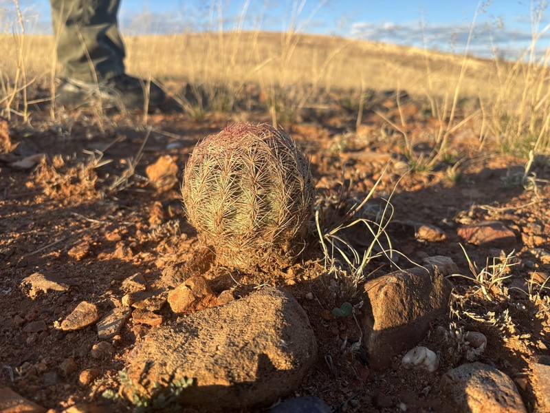 White Fishhook Cactus photo 3