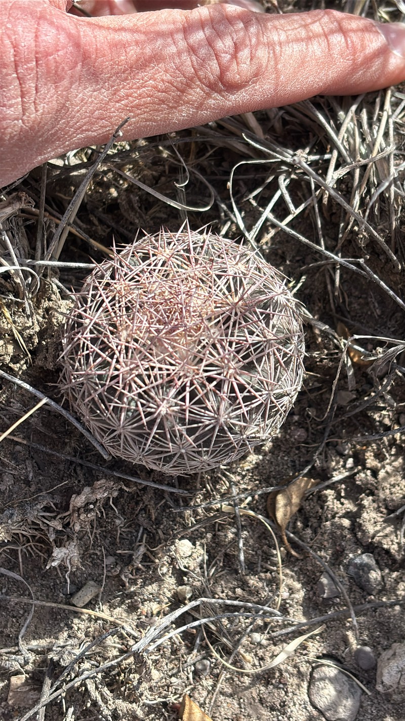 White Fishhook Cactus photo 4