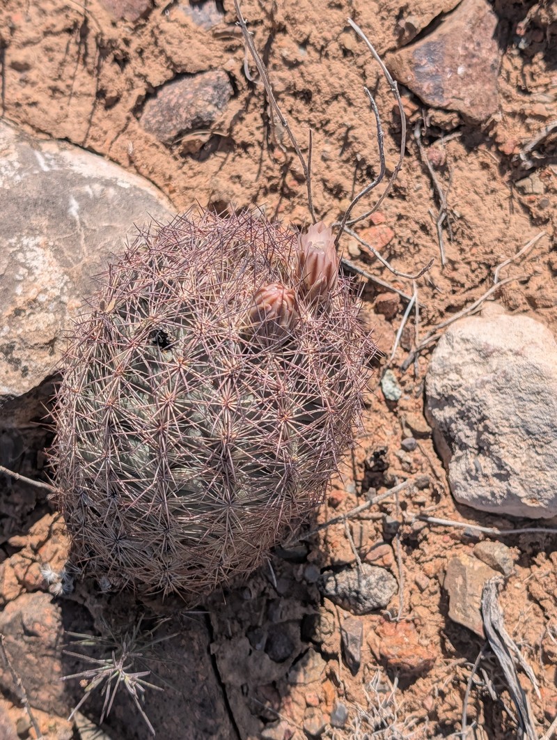 White Fishhook Cactus photo 5