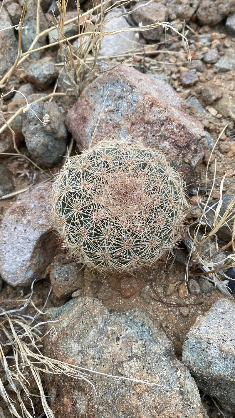 White Fishhook Cactus photo 6