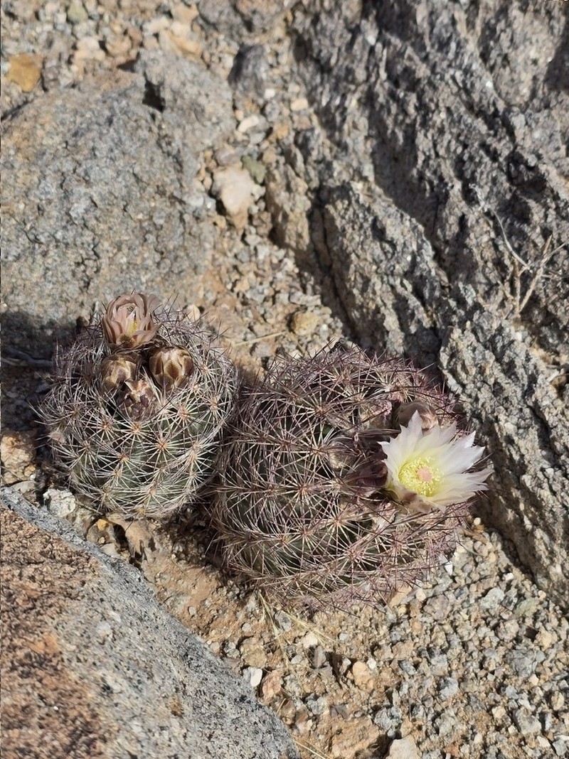 White Fishhook Cactus photo 7