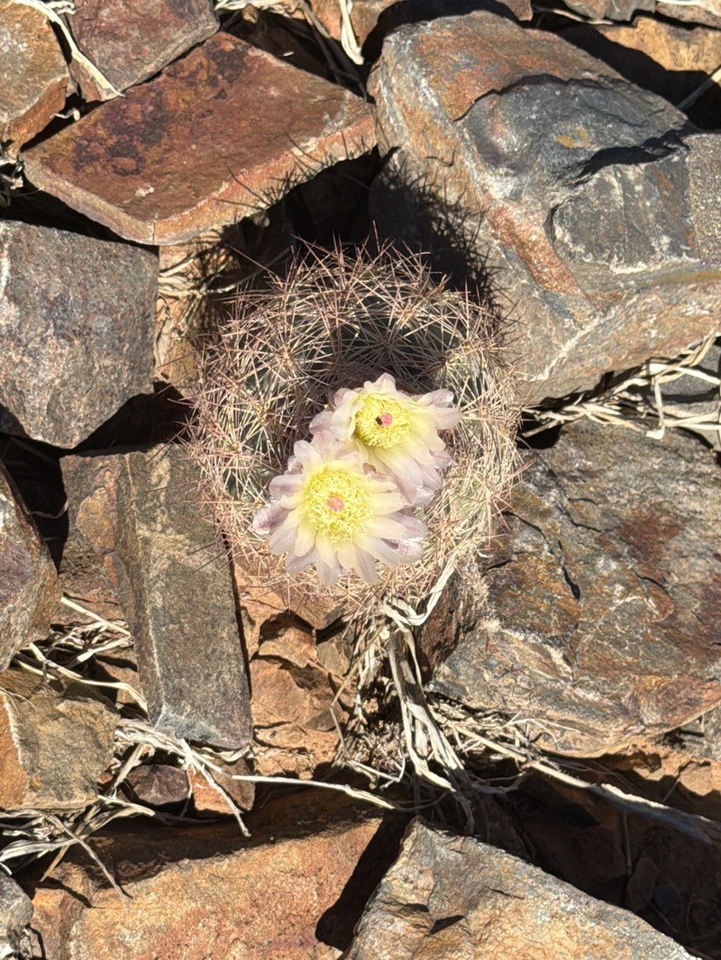 White Fishhook Cactus photo 8