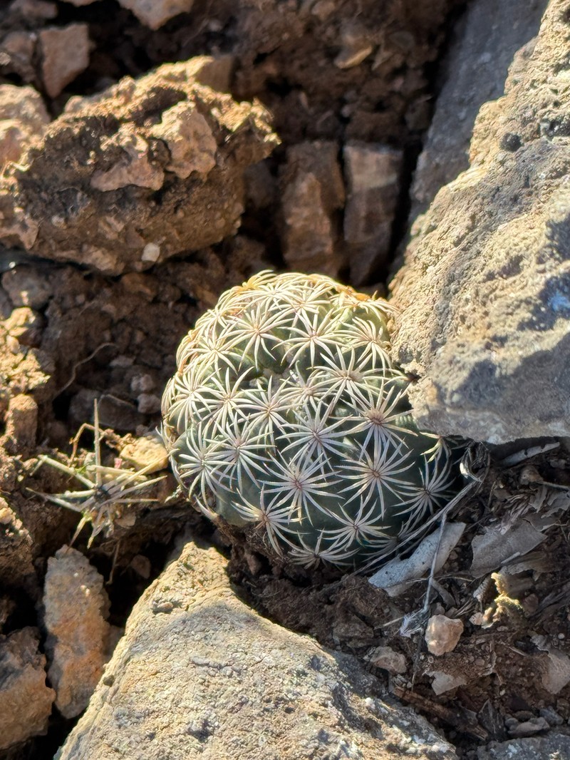 Johnson's Fishhook Cactus photo 2