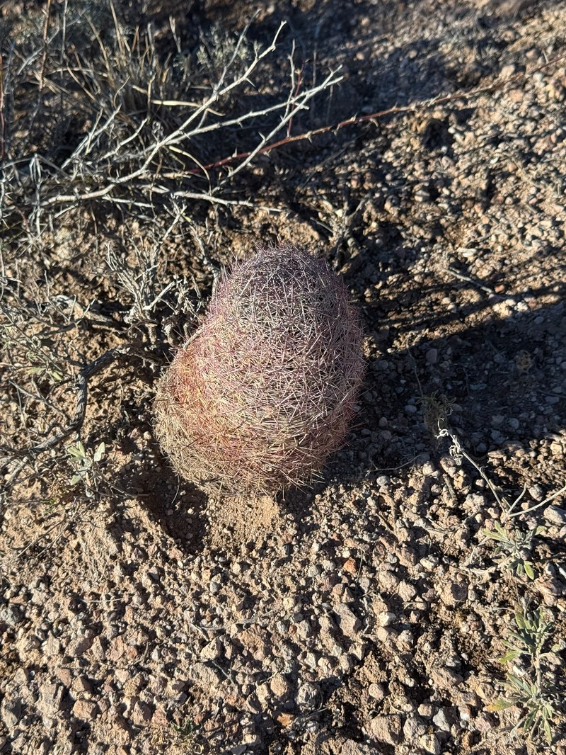 Johnson's Fishhook Cactus photo 3