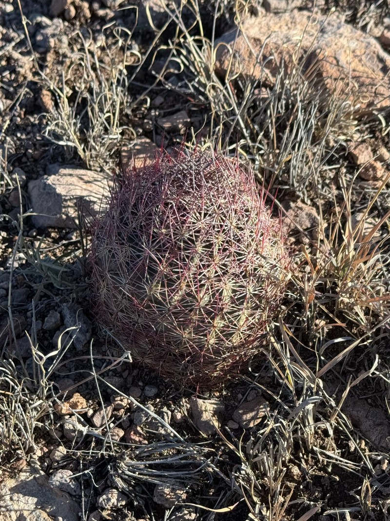Johnson's Fishhook Cactus photo 4