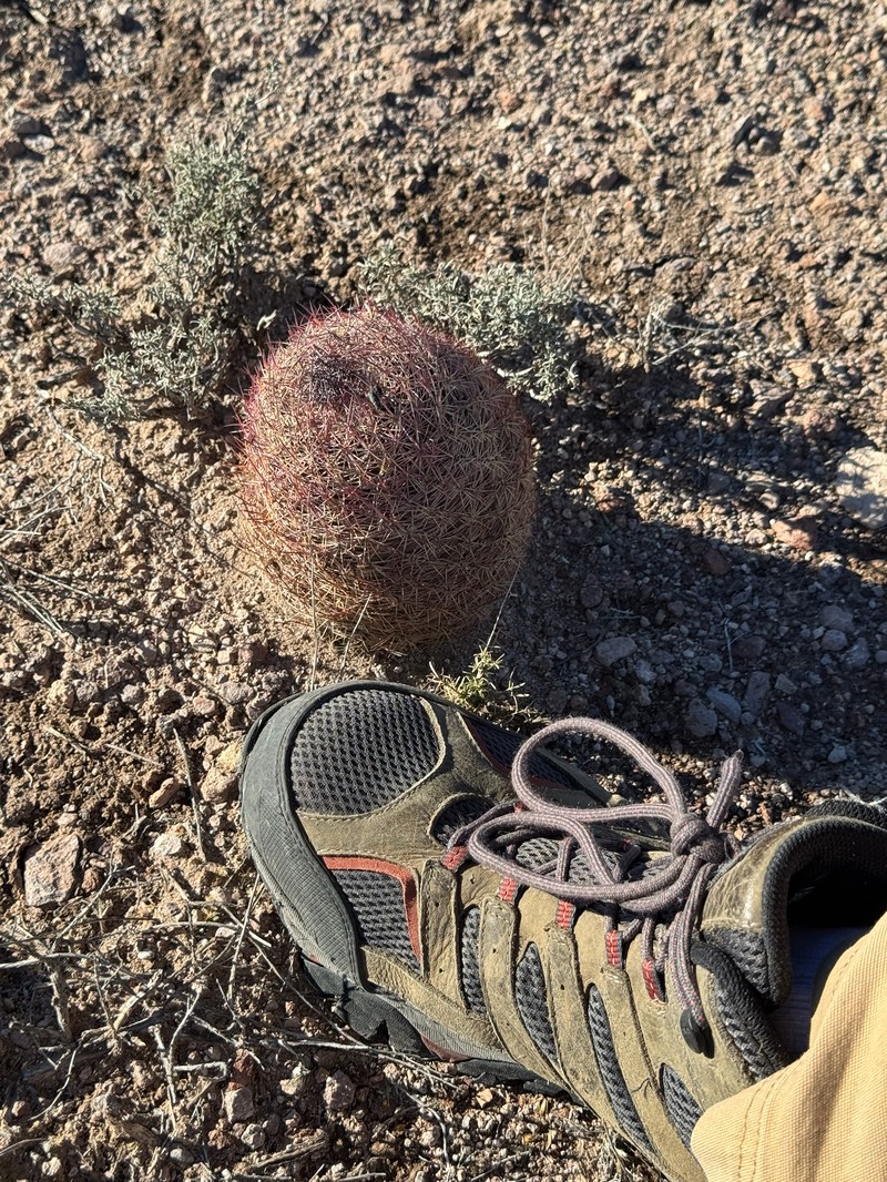 Johnson's Fishhook Cactus photo 8