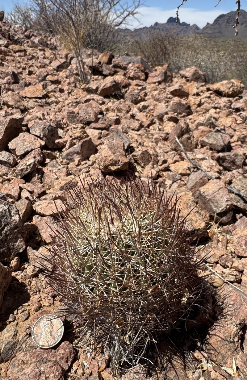Sclerocactus johnsonii subsp. acunensis