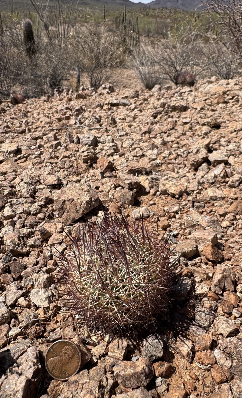 Sclerocactus johnsonii subsp. acunensis photo 2