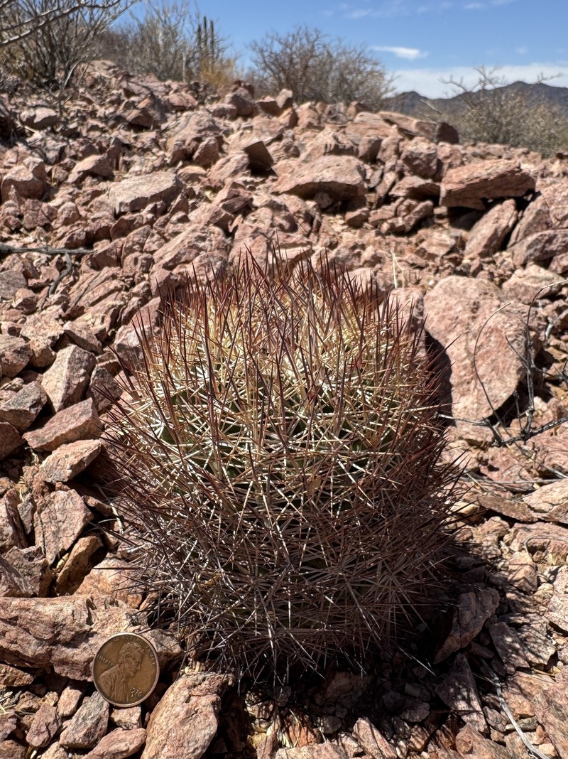 Sclerocactus johnsonii subsp. acunensis photo 3