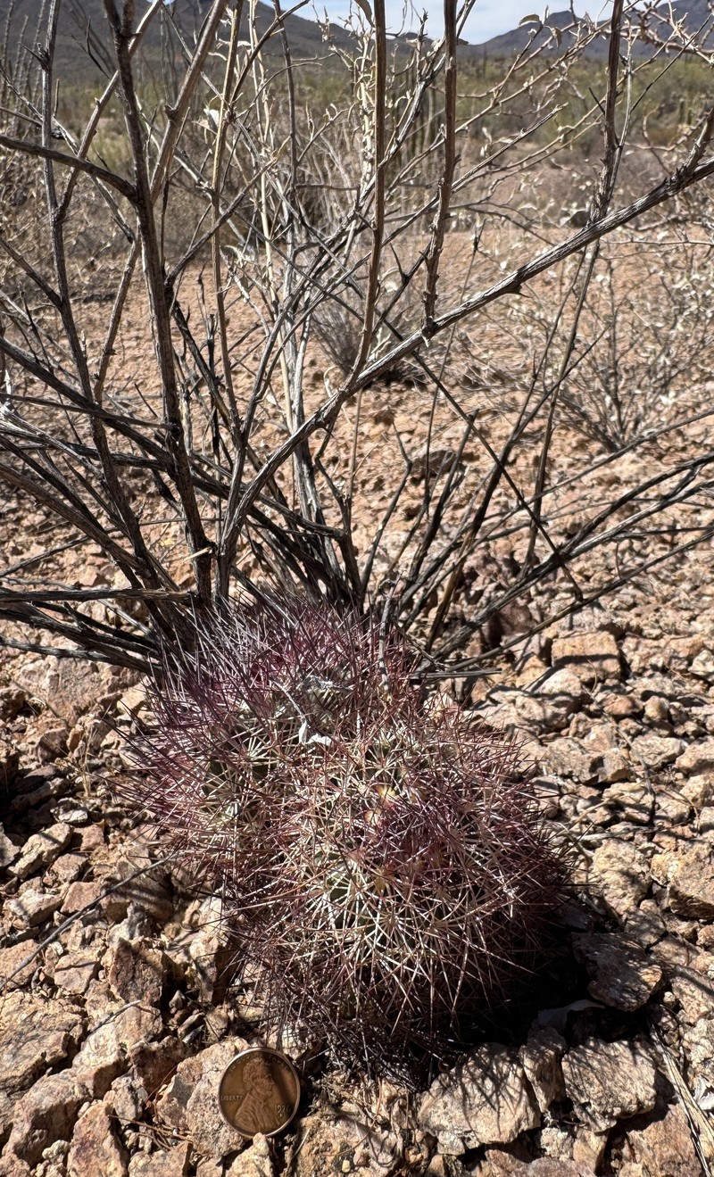 Sclerocactus johnsonii subsp. acunensis photo 4