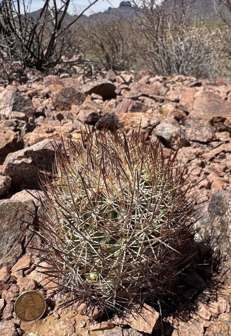 Sclerocactus johnsonii subsp. acunensis photo 5
