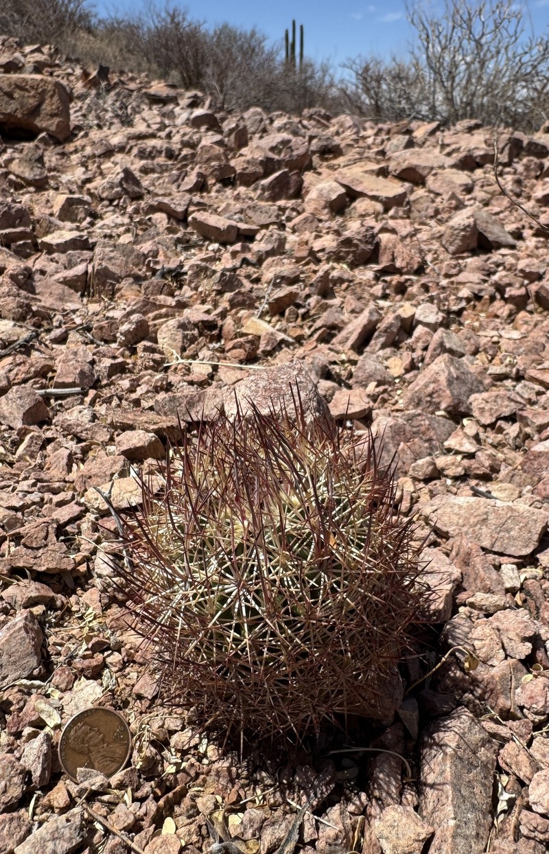Sclerocactus johnsonii subsp. acunensis photo 6