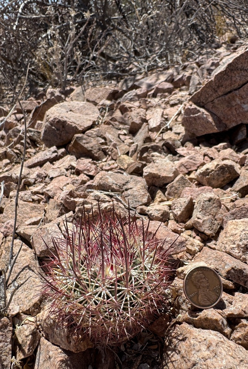 Sclerocactus johnsonii subsp. acunensis photo 7