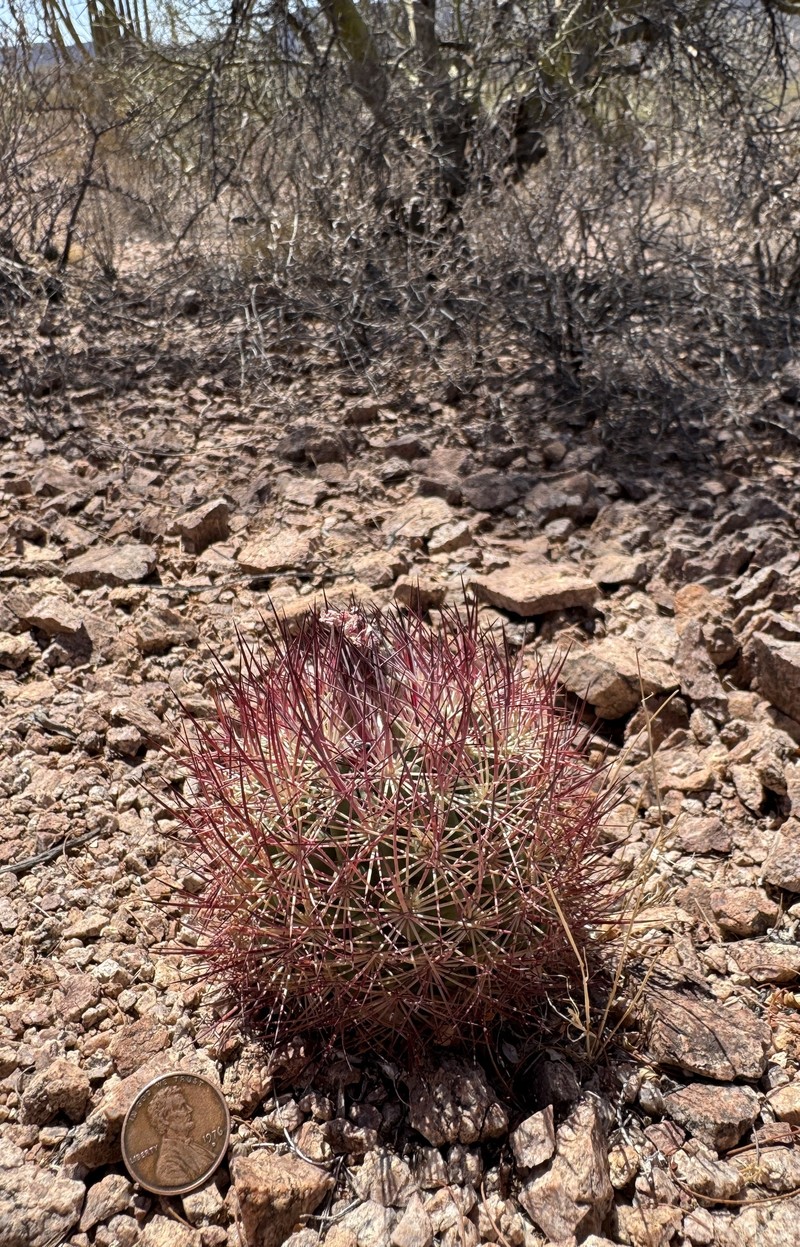 Sclerocactus johnsonii subsp. acunensis photo 8
