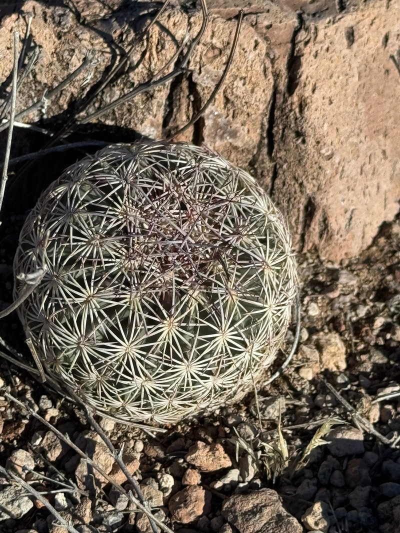 Redspine Fishhook Cactus photo 2