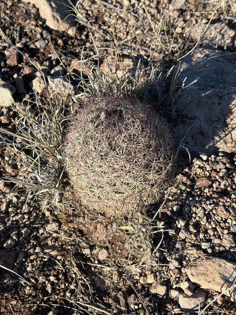 Redspine Fishhook Cactus photo 4