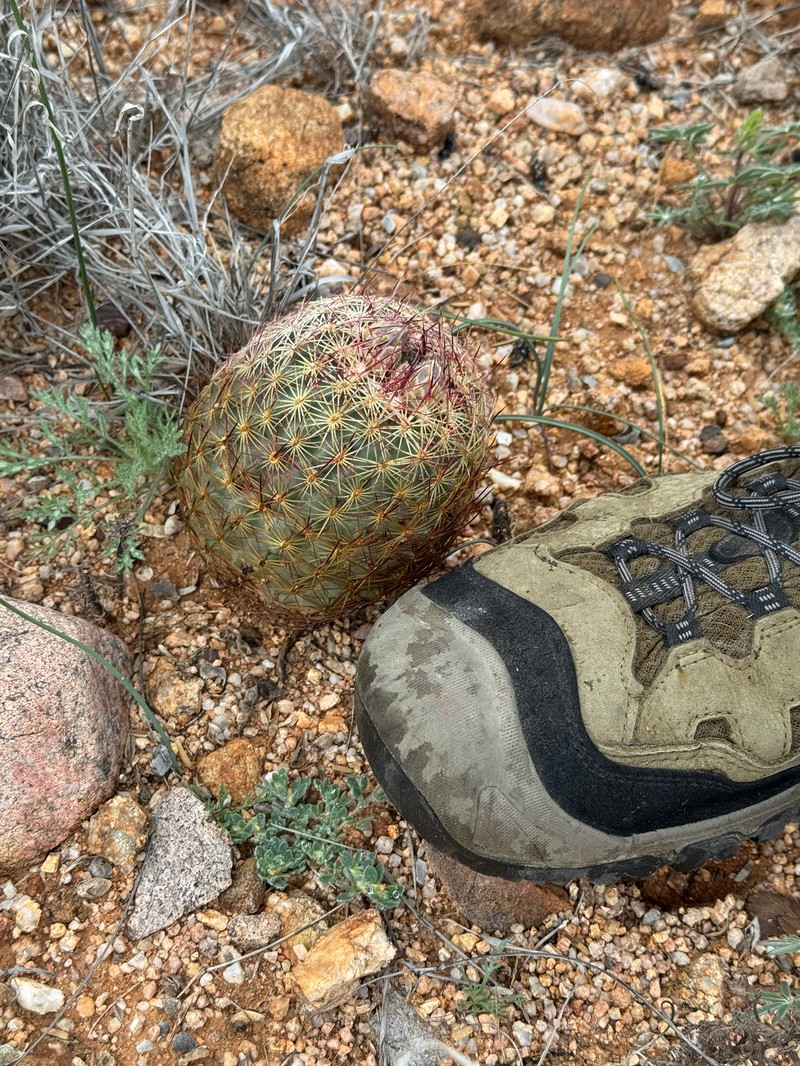 Redspine Fishhook Cactus photo 5