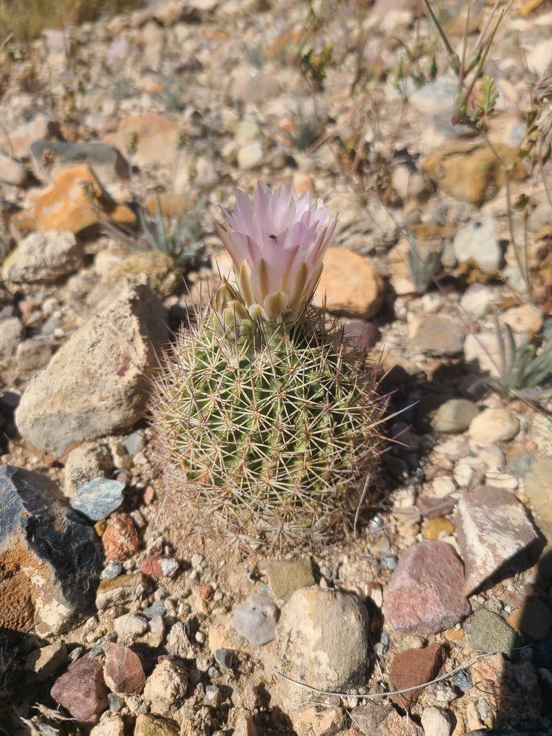 Redspine Fishhook Cactus photo 6