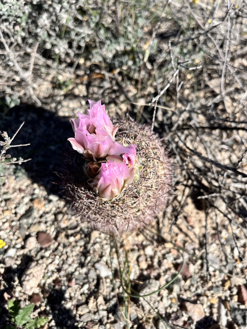 Redspine Fishhook Cactus photo 7