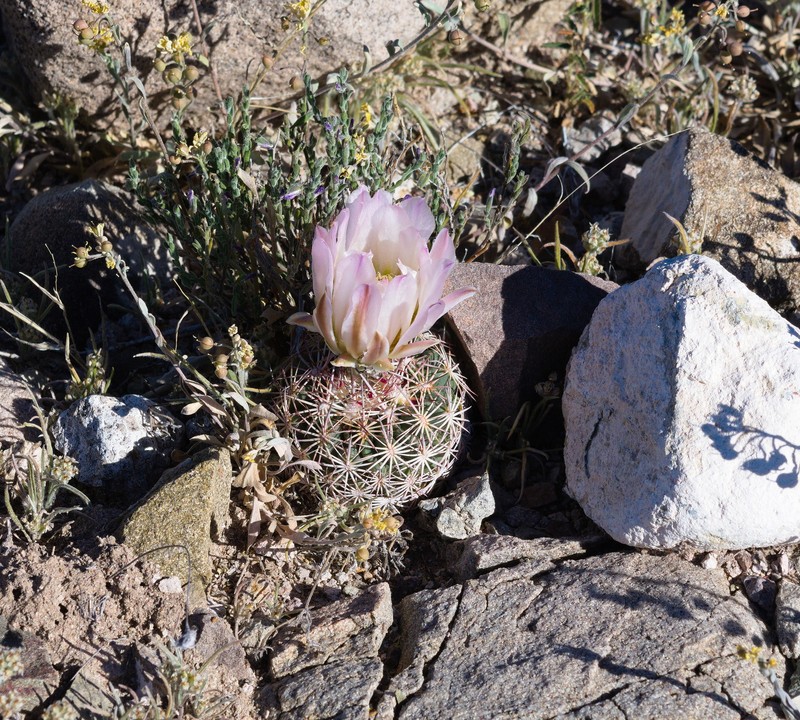 Redspine Fishhook Cactus photo 8