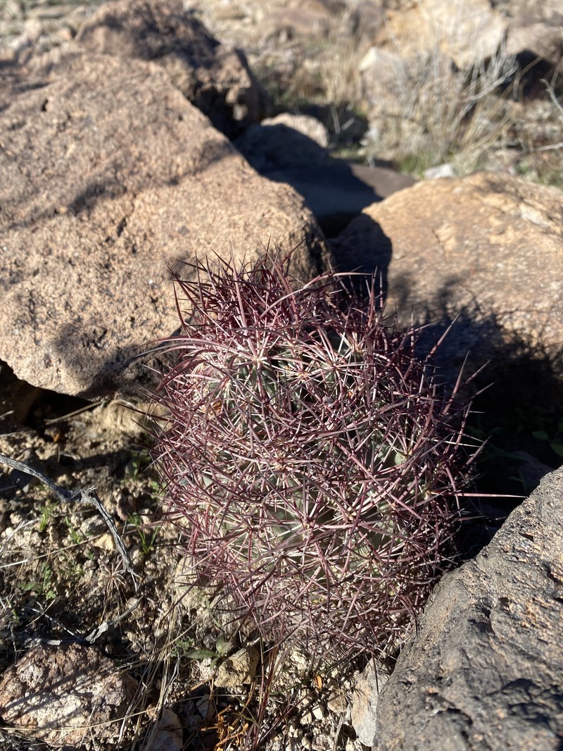 Sclerocactus johnsonii subsp. johnsonii