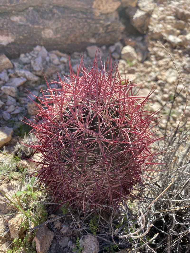 Sclerocactus johnsonii subsp. johnsonii photo 2