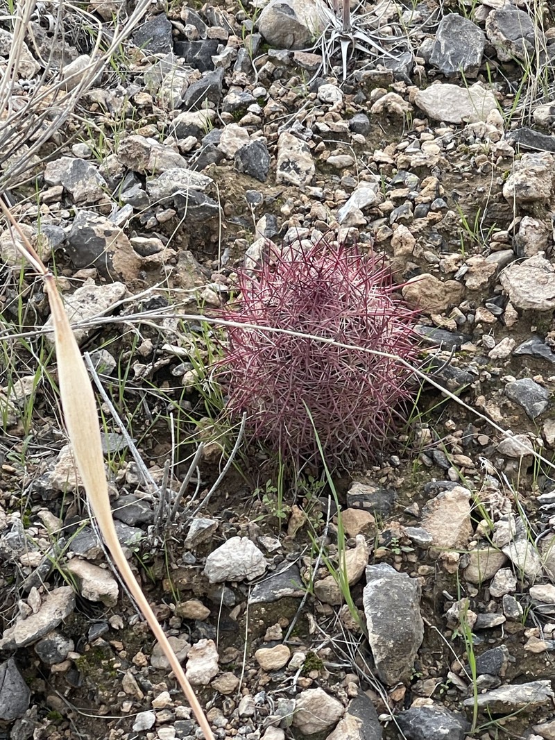 Sclerocactus johnsonii subsp. johnsonii photo 3