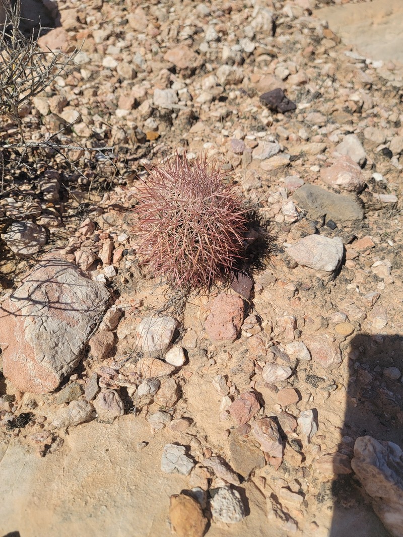 Sclerocactus johnsonii subsp. johnsonii photo 4