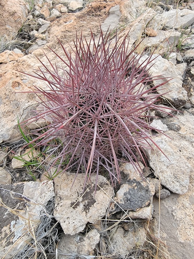 Sclerocactus johnsonii subsp. johnsonii photo 5