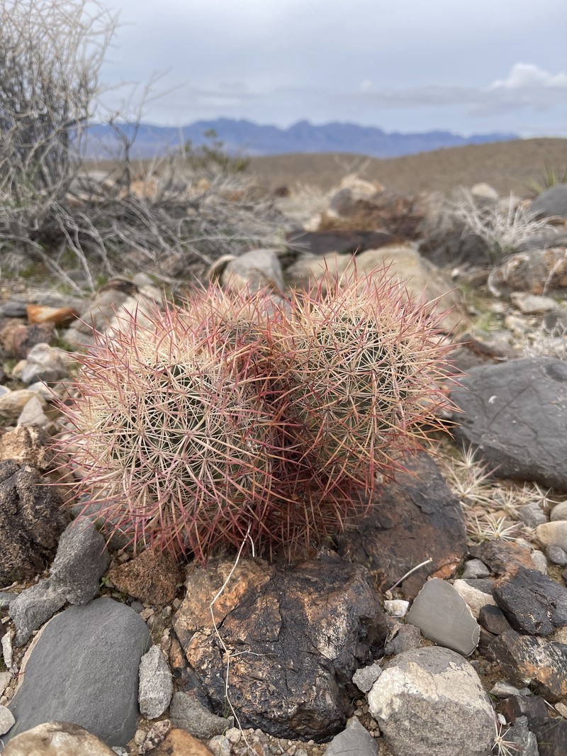 Sclerocactus johnsonii subsp. johnsonii photo 6
