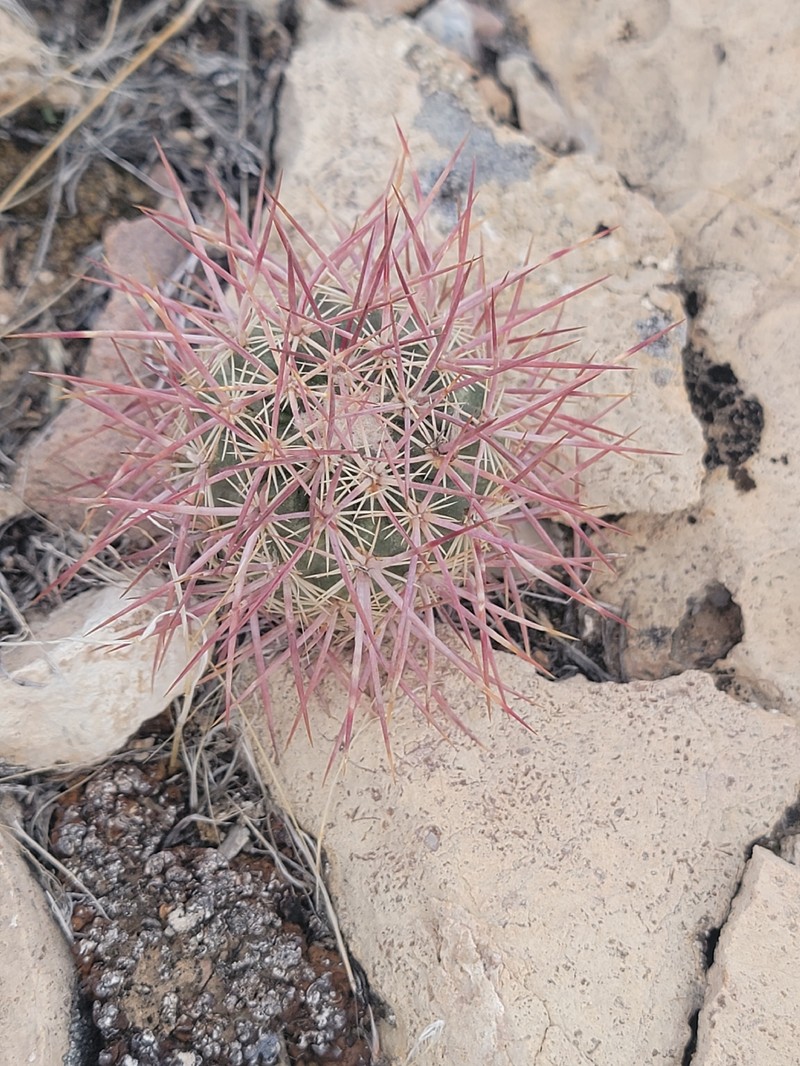 Sclerocactus johnsonii subsp. johnsonii photo 7