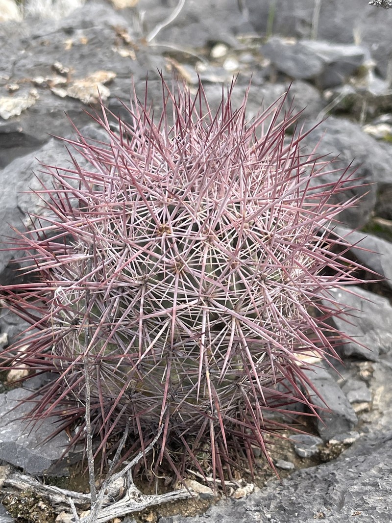 Sclerocactus johnsonii subsp. johnsonii photo 8