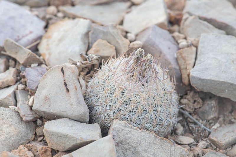 Lloyd's Fishhook Cactus