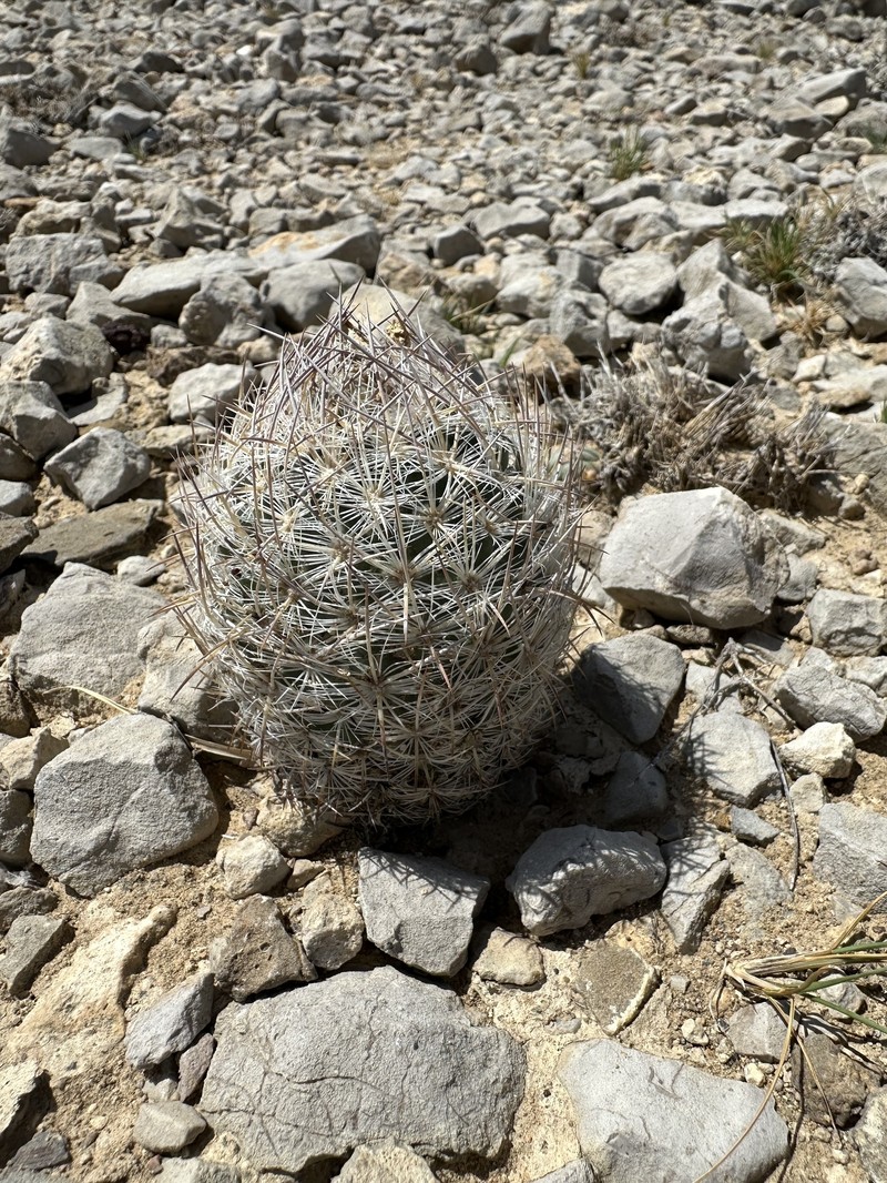 Lloyd's Fishhook Cactus photo 3