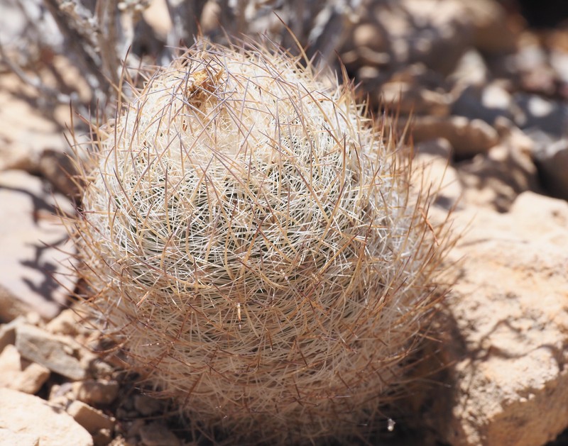 Lloyd's Fishhook Cactus photo 4