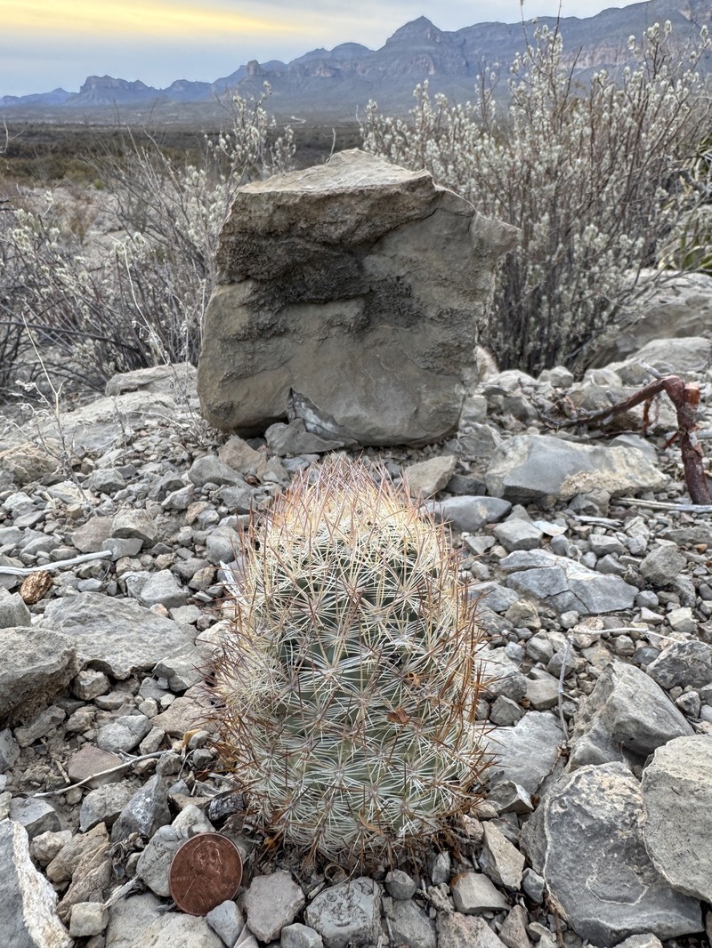 Lloyd's Fishhook Cactus photo 5