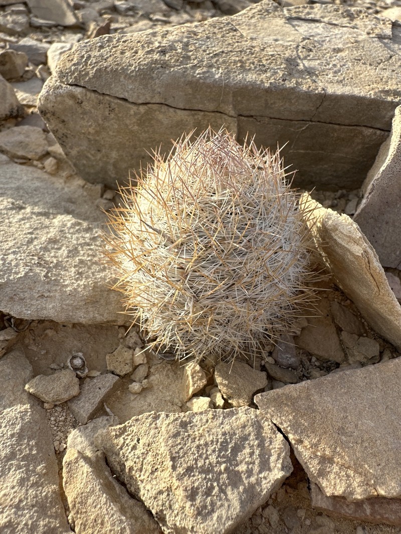 Lloyd's Fishhook Cactus photo 6