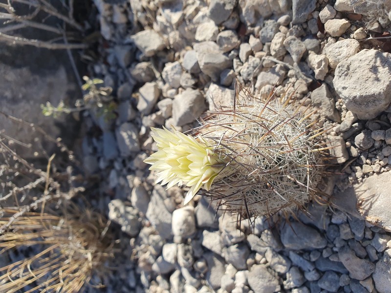 Lloyd's Fishhook Cactus photo 7